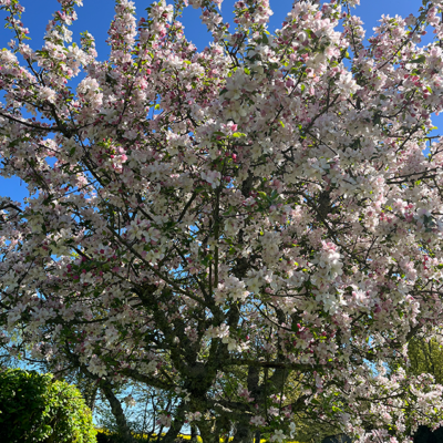 2026 04 06 omas boompje 5553 850px