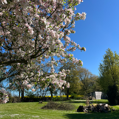 2026 04 06 omas boompje 5554 850px