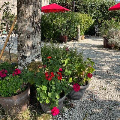 2026 07 29 LGT cour et maison 7832 850px
