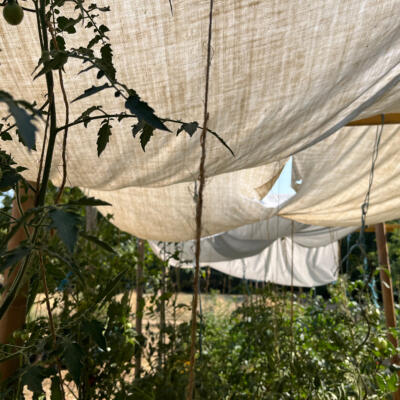 2026 07 29 LGT moestuin 7805 850px