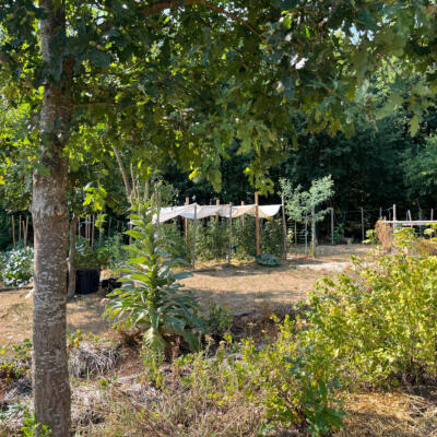 2026 07 29 LGT moestuin 7818 850px
