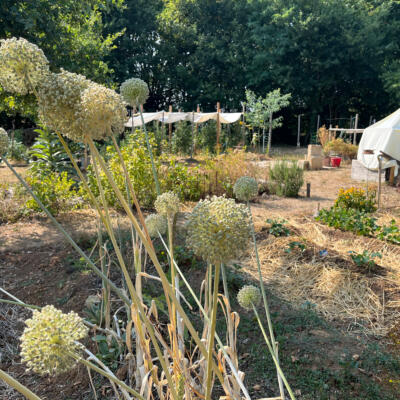 2026 07 29 LGT moestuin 7822 850px