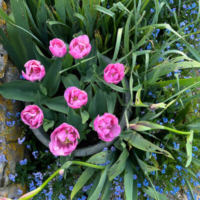 Lgt Jardins Printemps 5812 850Px