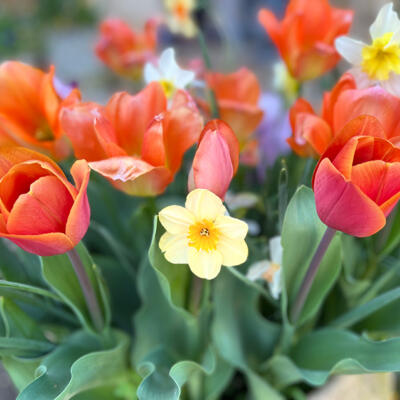 Lgt Jardins Printemps 5959 850Px