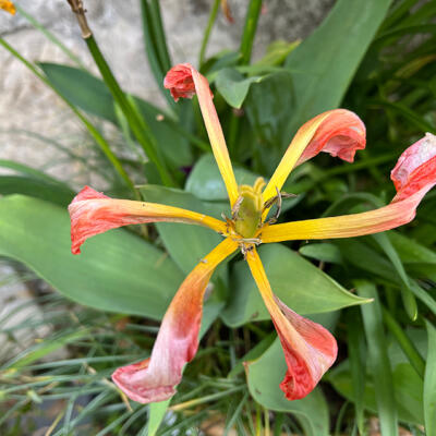 Lgt Jardins Printemps 6288 850Px
