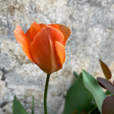 Lgt Jardins Printemps 6292 850Px