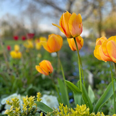 Lgt Jardins Printemps 7139 850Px
