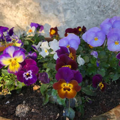 Lgt Jardins Printemps 7456 850Px