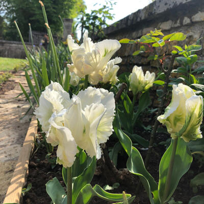 Lgt Jardins Printemps 8071 850Px
