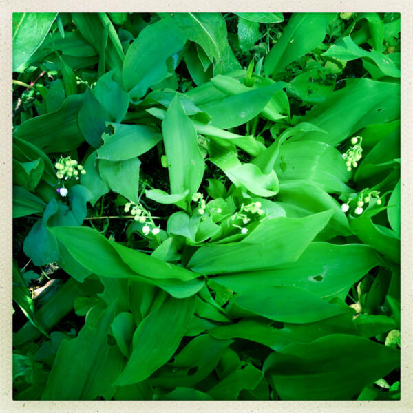 De traditie van muguets en meiklokjes in Frankrijk