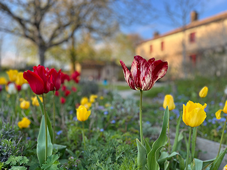 Voorjaar! Tulpen op La Grosse Talle
