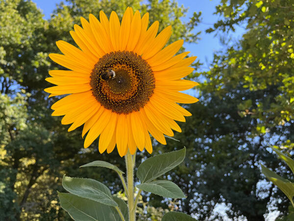 2022 Lgt Moestuin 8755 850P